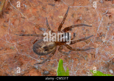 Garden Lace-webbed Spider (Amaurobius similis) on a garden wall Stock Photo