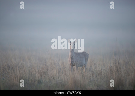 A white-tailed deer in morning fog, Lee Metcalf National Wildlife Refuge, Montana Stock Photo