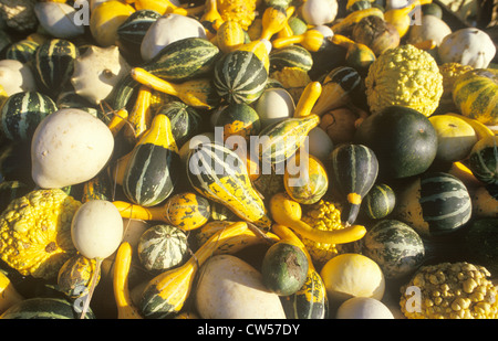 Autumn Squash, Connecticut Stock Photo