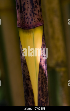 Stem of Phyllostachys bambusoides 'Castillonii'. Stock Photo