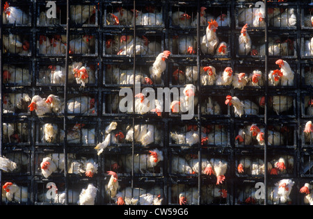 Roosters being transported in truck, Tijuana, NM Stock Photo