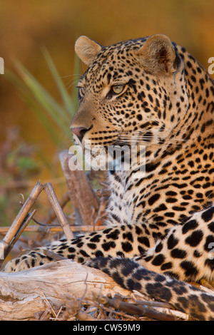 A young male leopard resting on a fallen branch at sunset in the Greater Kruger National Park Stock Photo