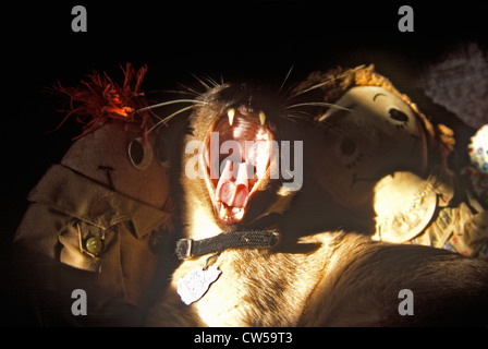 Siamese Cat yawning Stock Photo
