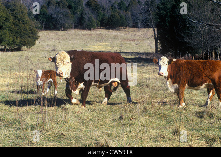 Bull, Heifer and calf, Bourbon, Mo Stock Photo