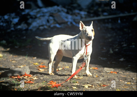 English Bull Terrier on leash Stock Photo