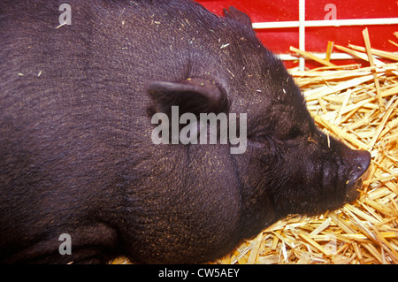 Close-up of black pig in hay, petting zoo, Los Angeles County Fair Barnyard, Pomona, CA Stock Photo