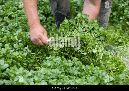 Hampshire: watercress cultivation harvesting Stock Photo