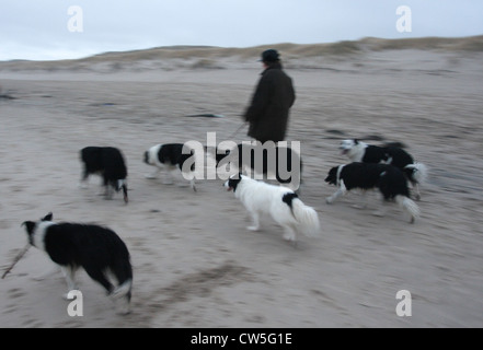 Walkers with dogs on the beach on Sylt Stock Photo