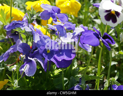 Garden Pansies, Viola × wittrockiana, Violaceae. Stock Photo