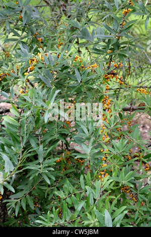 Sea Buckthorn, Hippophae rhamnoides, Elaeagnaceae. Temperate Europe and Asia. Stock Photo