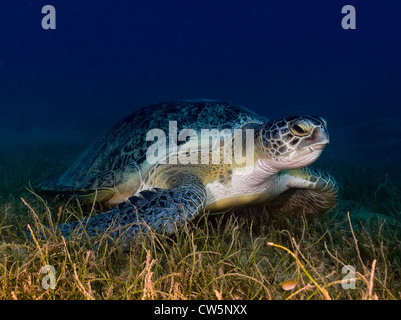A green turtle feeding on seagrass