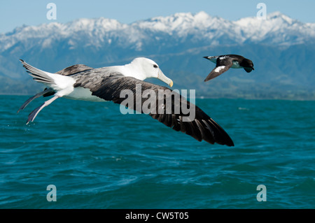 Shy Albatross flying over Pacific Ocean near Kaikoura.   Ein Weißkappenalbatros fliegt über den Wellen des Pazifik bei Kaikoura. Stock Photo