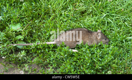 a dead rat lying on some grass Stock Photo