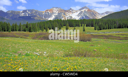 Wildflower covered field before pine forest with snow capped peaks in the background under partially cloudy skies. Stock Photo