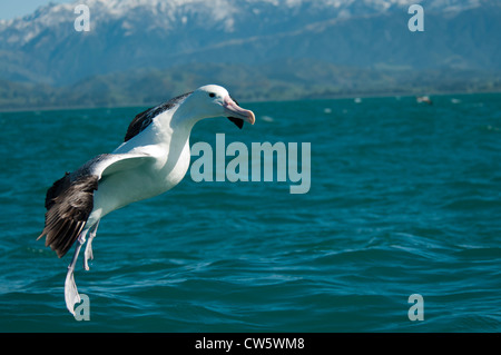 Southern Royal Albatros landing on the Pacific Ocean near the coast of Kaikoura in New Zealand.  Südlicher Königsalbatros landet Stock Photo