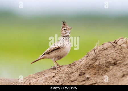 common Crested Lark (Galerida cristata)  on ground (few roots cloned out)