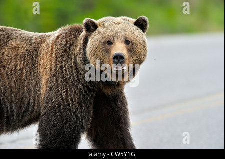 A female grizzly bear portrait