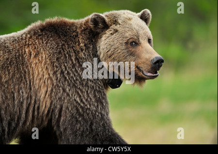 A close up side view of a female grizzly bear Stock Photo