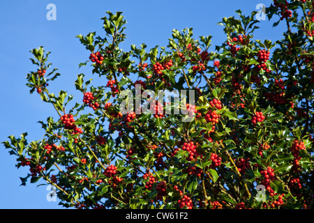 Holly berries on a holly tree against a blue sky Stock Photo