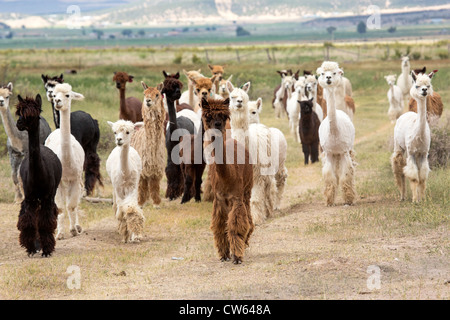 Group of alpacas in a pasture walking toward viewer. hills in the background. Stock Photo