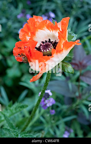 red poppy flower in a uk garden Stock Photo