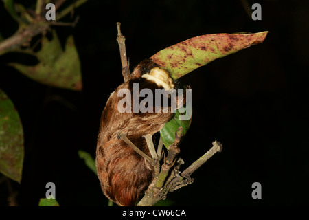 brown hairy caterpillar eating plant leaf Stock Photo