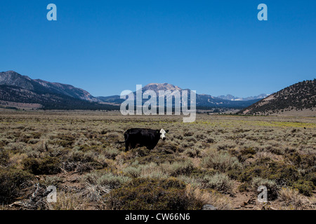 A lone cow grazing near Hot Creek with Mammoth Mountain in the background at Mammoth Lakes California Stock Photo