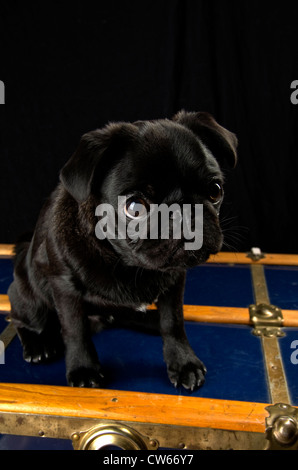 A black pug, 6 months old, sitting atop an antique trunk. Stock Photo