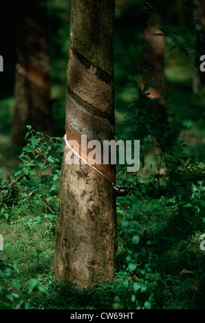 hevea rubber plant, Brazilian rubber tree (Hevea brasiliensis), Rubber tapping, Thailand Stock Photo