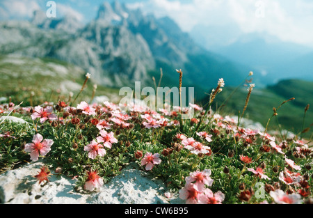 Dolomites cinquefoil (Potentilla nitida), blooming, Italy, Dolomites Stock Photo