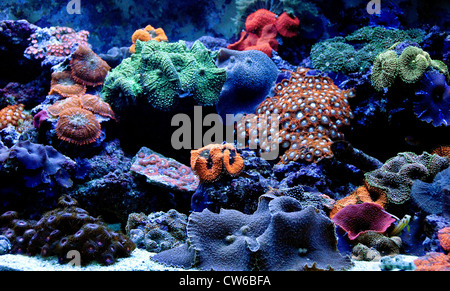 Coral reef aquarium designed for keeping corals that show fluorescent colours when illuminated with blue-actinic light Stock Photo