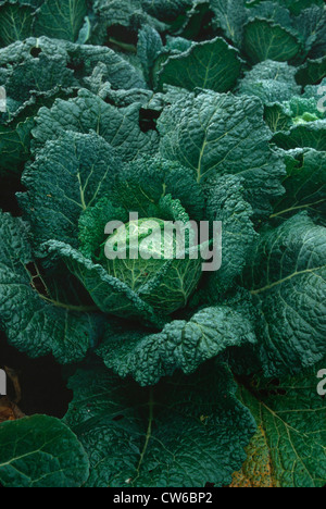 savoy cabbage (Brassica oleracea convar. capitata var. sabauda), head of cabbage Stock Photo