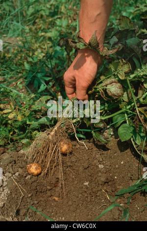 potato (Solanum tuberosum), new potatoes Stock Photo