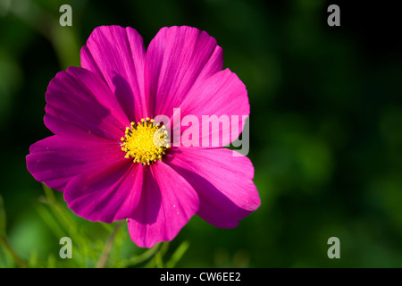 Cosmos bipinnatus flower in the early morning sunlight. Stock Photo