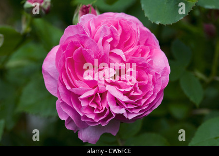 Rosa 'Louise Odier'. Bourbon rose flower. Stock Photo