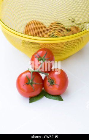 Lycopersicon esculentum and Ocimum basilicum. Three tomatoes and basil leaves next to a yellow storage basket. Stock Photo