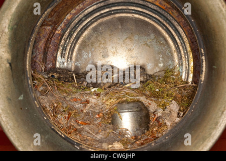 spotted flycatcher (Muscicapa striata), chicks in an old latern at a house, Germany Stock Photo