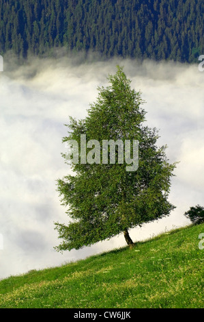 common birch, silver birch, European white birch, white birch (Betula pendula, Betula alba), growing a a slope, in front of dense fog in the valley, France, Alps Stock Photo