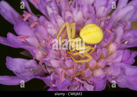 goldenrod crab spider (Misumena vatia), yellow female on a violet flower with prey, Germany Stock Photo