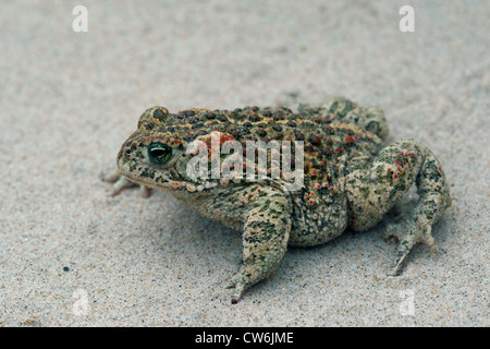 natterjack toad, natterjack, British toad (Bufo calamita), in the dunes at the North Sea, Germany Stock Photo