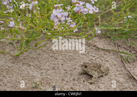 natterjack toad, natterjack, British toad (Bufo calamita), in the dunes at the North Sea with sea rocket, Cakile maritima, Germany Stock Photo