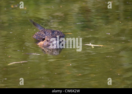 coypu, nutria (Myocastor coypus), swimming, Germany Stock Photo