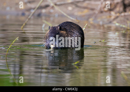 coypu, nutria (Myocastor coypus), standing in shallow water gnaw at something, Germany