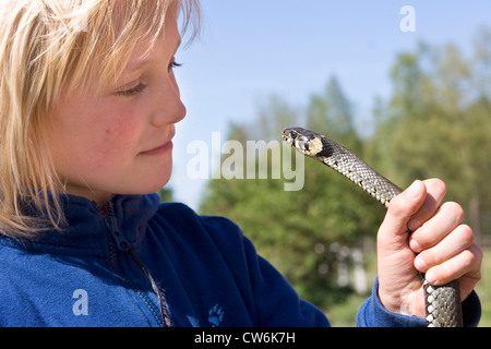 grass snake (Natrix natrix), boy via-�-vis with a snake in his hands, Germany Stock Photo