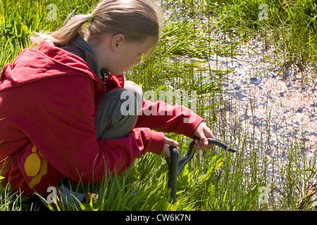 grass snake (Natrix natrix), girl with a snake in his hands crouching at a brook leading through a meadow, Germany Stock Photo