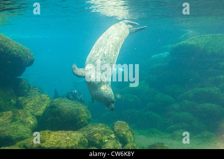 harbor seal, common seal (Phoca vitulina), diving, Germany Stock Photo