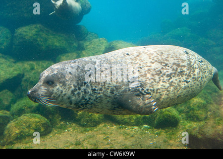 harbor seal, common seal (Phoca vitulina), diving, Germany Stock Photo