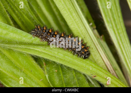 heath fritillary (Mellicta athalia, Melitaea athalia), caterpillar on Plantago lanceolata, Germany Stock Photo