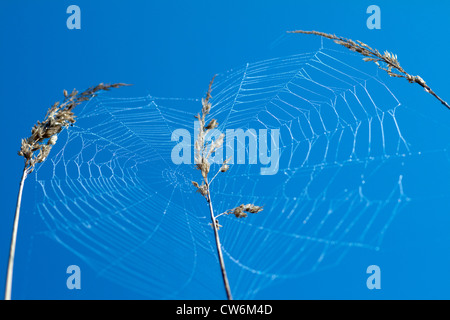 cobweb between grasses against blue sky, Germany, Saxony Stock Photo