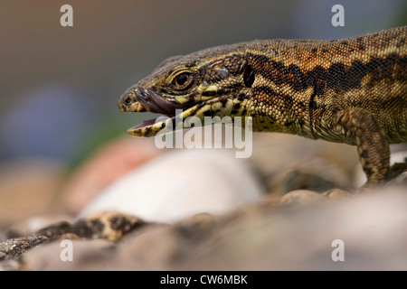 common wall lizard (Lacerta muralis, Podarcis muralis), licking its mouth, Germany, Baden-Wuerttemberg, Kaiserstuhl Stock Photo